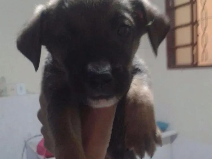 Cachorro ra a Vira Lata idade Abaixo de 2 meses nome Jade,Lilica,Mel eBob