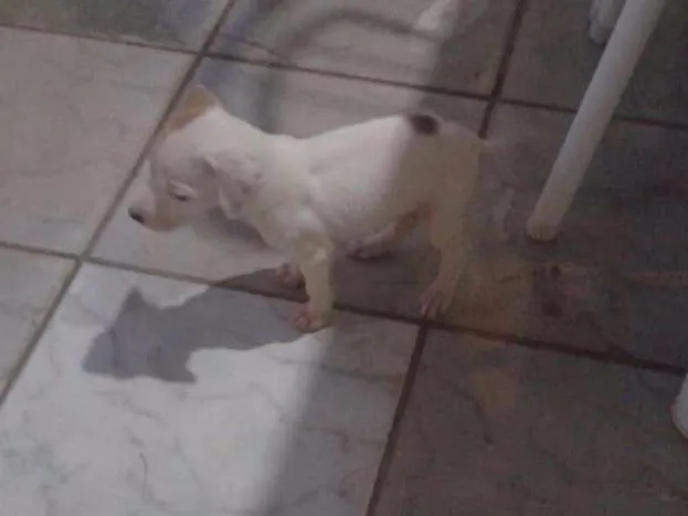 Cachorro ra a Vira Lata idade Abaixo de 2 meses nome Jade,Lilica,Mel eBob