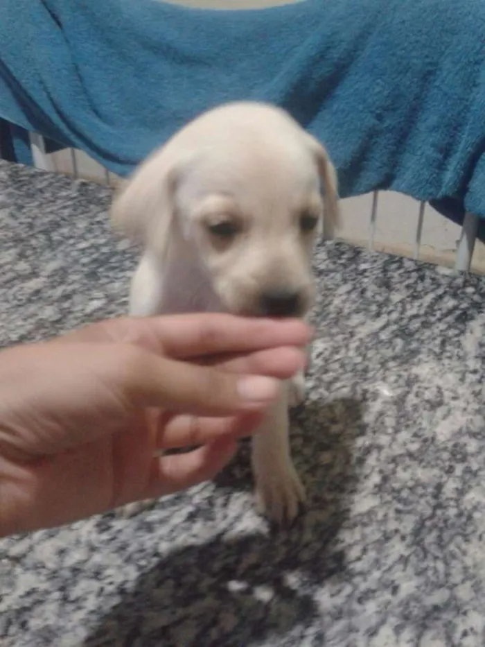 Cachorro ra a Vira Lata idade Abaixo de 2 meses nome Jade,Lilica,Mel eBob