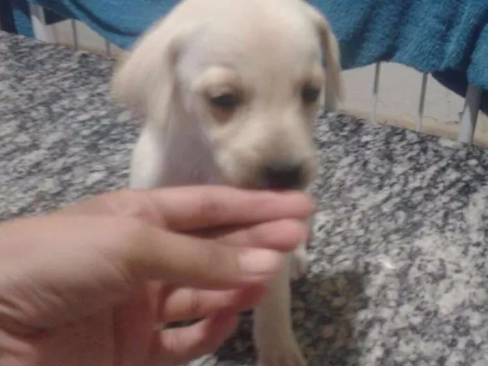 Cachorro ra a Vira Lata idade Abaixo de 2 meses nome Jade,Lilica,Mel eBob