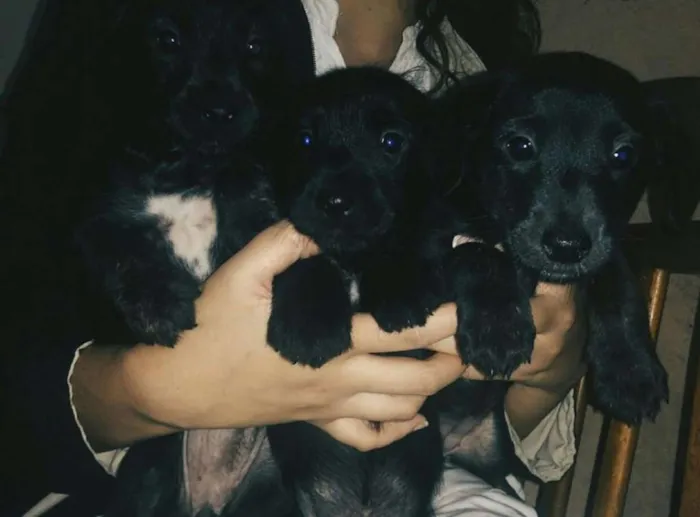 Cachorro ra a Nao definida idade 2 a 6 meses nome Filhotes