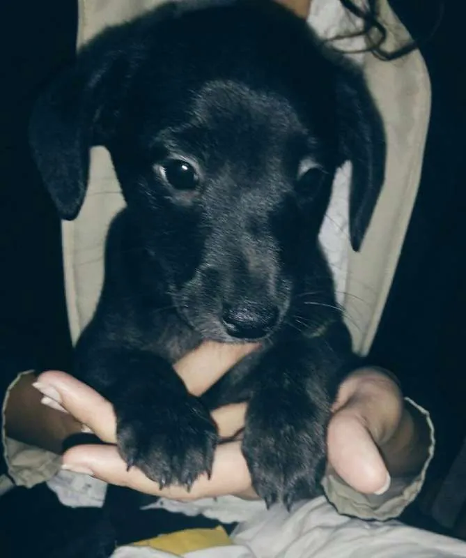 Cachorro ra a Nao definida idade 2 a 6 meses nome Filhotes