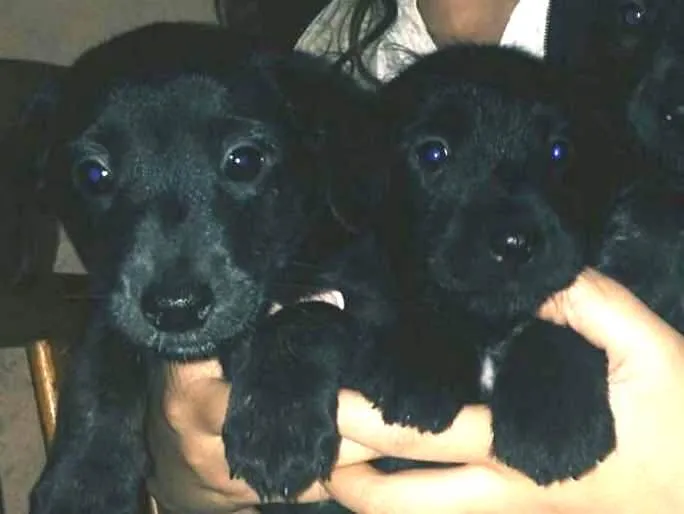 Cachorro ra a Nao definida idade 2 a 6 meses nome Filhotes