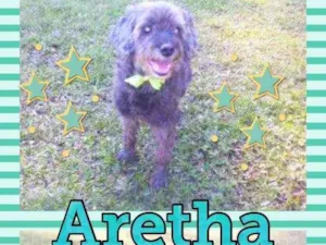 Cachorro raça POODLE/SRD idade 6 ou mais anos nome ARETHA