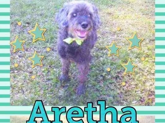 Cachorro ra a POODLE/SRD idade 6 ou mais anos nome ARETHA