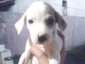 Cachorro raça Vira Lata idade Abaixo de 2 meses nome Jade,Lilica,Mel eBob