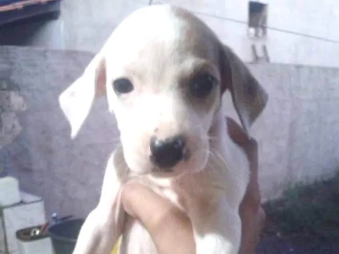 Cachorro ra a Vira Lata idade Abaixo de 2 meses nome Jade,Lilica,Mel eBob