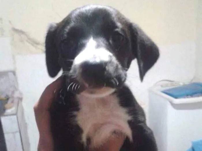 Cachorro ra a Vira Lata idade Abaixo de 2 meses nome Jade,Lilica,Mel eBob