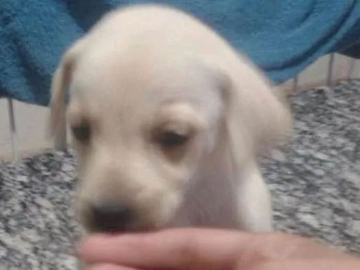 Cachorro ra a Vira Lata idade Abaixo de 2 meses nome Jade,Lilica,Mel eBob