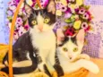 Kit-Kat & Luke