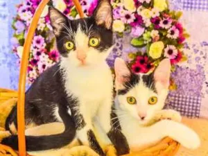 Gato raça sem raça definida (SRD) idade Abaixo de 2 meses nome Kit-Kat & Luke