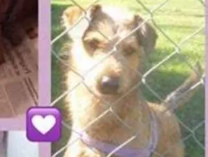 Cachorro raça SRD idade 2 anos nome COBY!!!