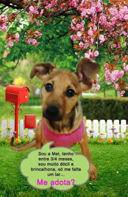 Cachorro ra a SRD idade 2 a 6 meses nome Mel