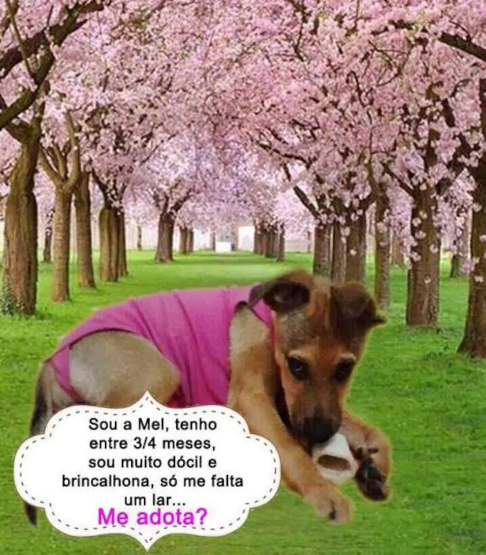 Cachorro ra a SRD idade 2 a 6 meses nome Mel