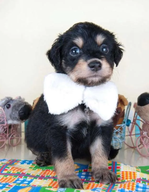 Cachorro ra a SRD idade 2 a 6 meses nome Pingo