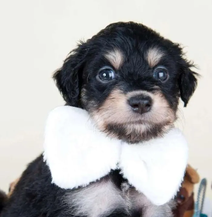 Cachorro ra a SRD idade 2 a 6 meses nome Pingo