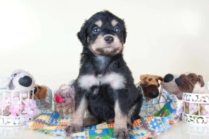 Cachorro ra a SRD idade 2 a 6 meses nome Pingo