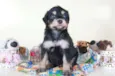 Pingo