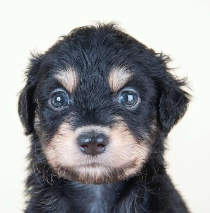 Cachorro ra a SRD idade 2 a 6 meses nome Pingo