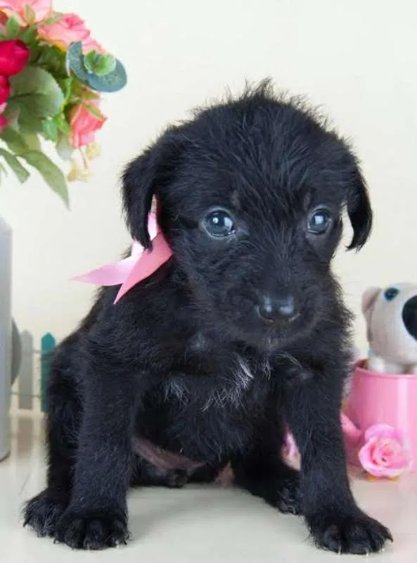 Cachorro ra a SRD idade 2 a 6 meses nome Nina