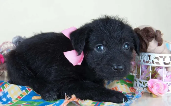 Cachorro ra a SRD idade 2 a 6 meses nome Nina
