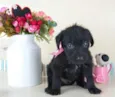 Nina
