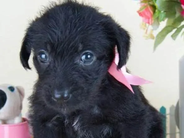 Cachorro ra a SRD idade 2 a 6 meses nome Nina