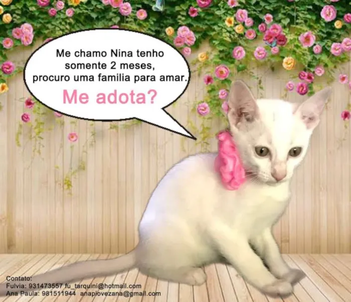 Gato ra a SRD idade 2 a 6 meses nome Nina