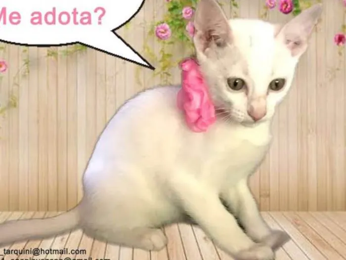 Gato ra a SRD idade 2 a 6 meses nome Nina