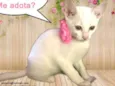 Nina