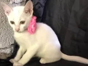 Gato raça SRD idade 2 a 6 meses nome Nina