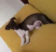 Fred