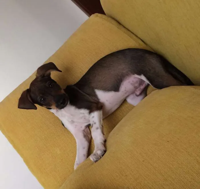 Cachorro ra a SRD idade 2 a 6 meses nome Fred