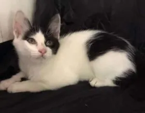 Gato raça SRD idade 2 a 6 meses nome Mia