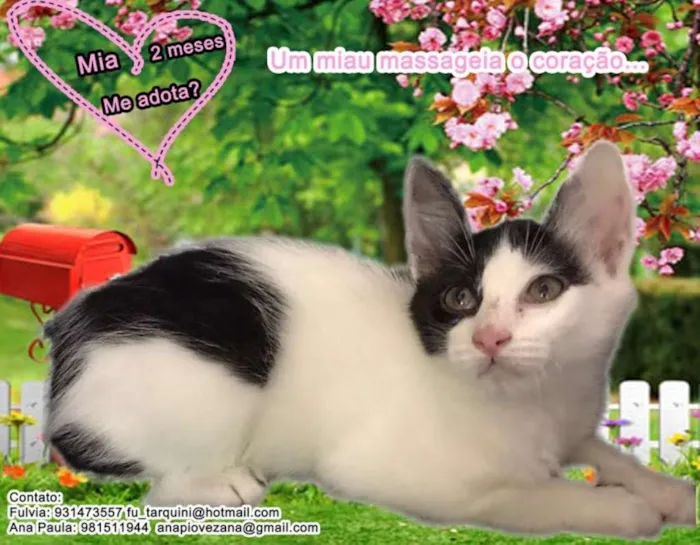 Gato ra a SRD idade 2 a 6 meses nome Mia
