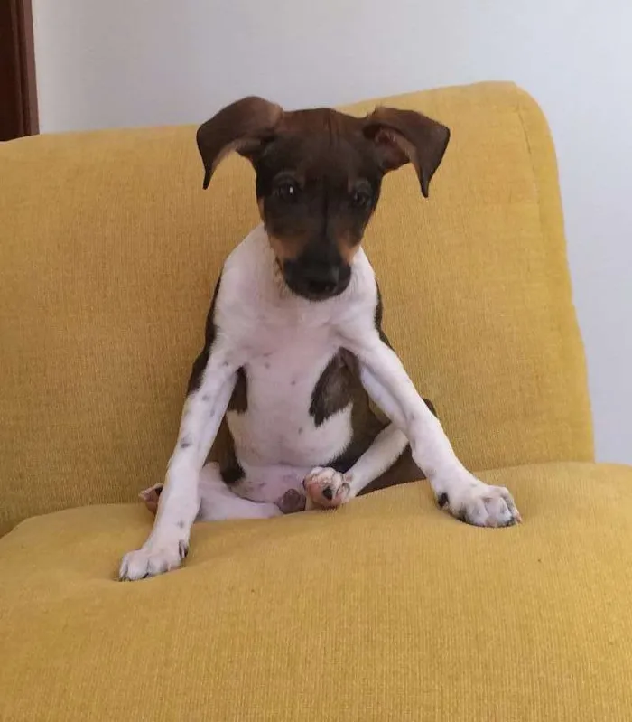 Cachorro ra a SRD idade 2 a 6 meses nome Fred