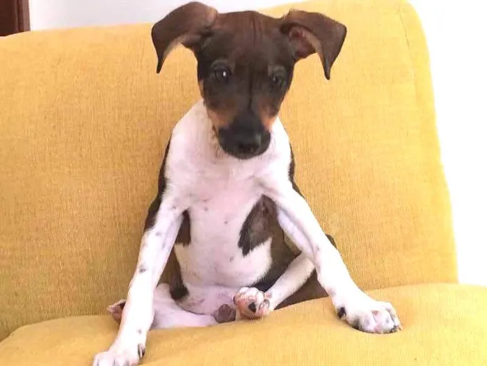 Cachorro ra a SRD idade 2 a 6 meses nome Fred