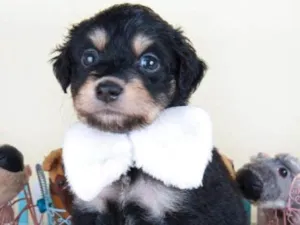 Cachorro raça SRD idade 2 a 6 meses nome Pingo