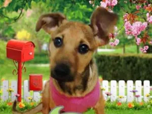 Cachorro raça SRD idade 2 a 6 meses nome Mel