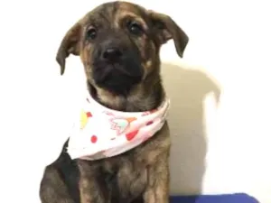 Cachorro raça SRD idade 2 a 6 meses nome Jessie