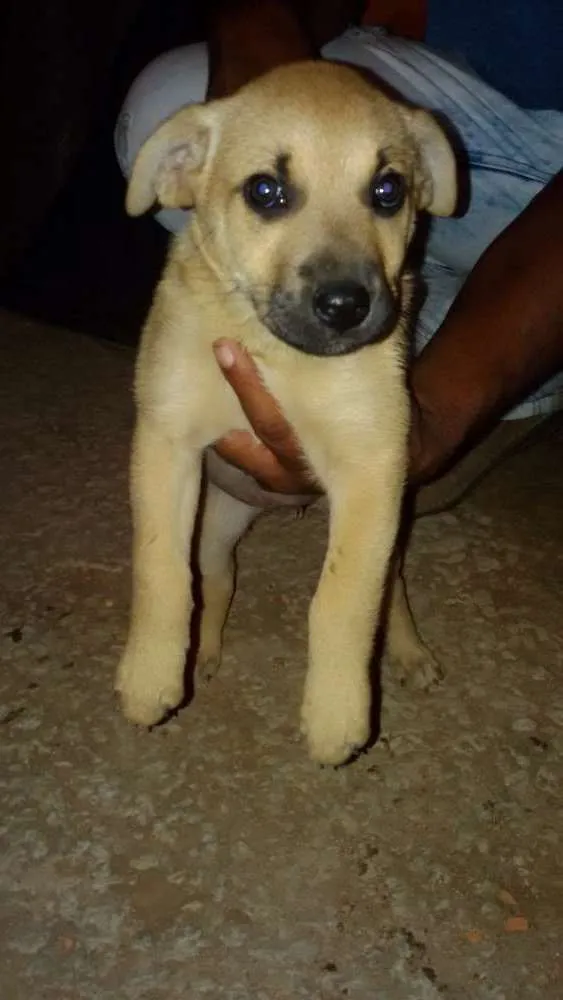 Cachorro ra a Mestiça idade Abaixo de 2 meses nome Melissa