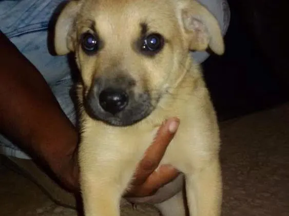 Cachorro ra a Mestiça idade Abaixo de 2 meses nome Melissa