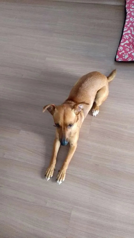 Cachorro ra a Sem raça definida idade 1 ano nome Bebel