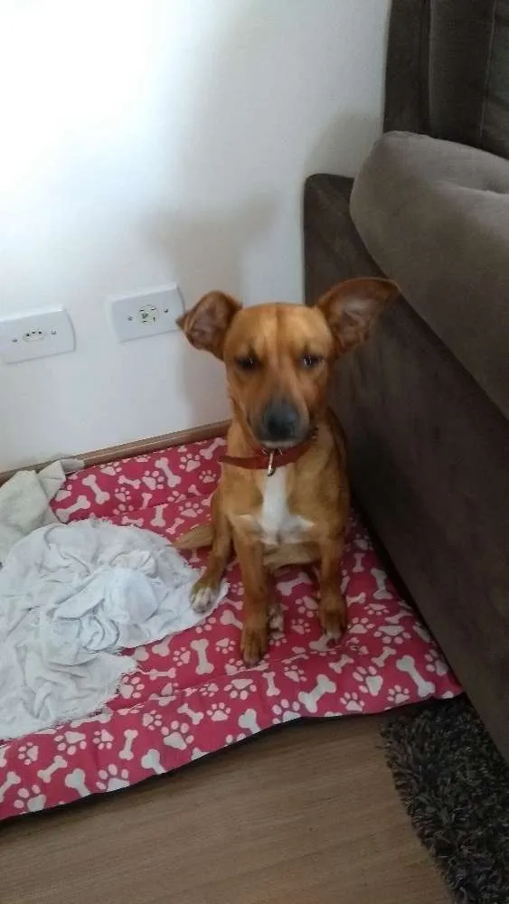 Cachorro ra a Sem raça definida idade 1 ano nome Bebel