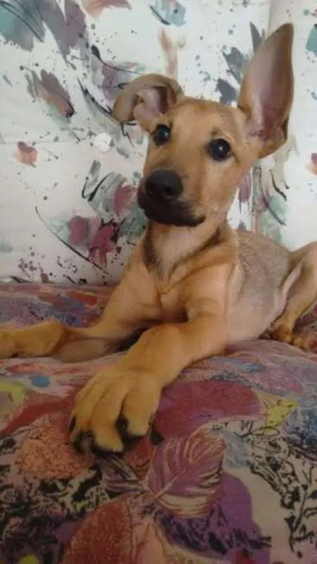 Cachorro ra a SRD idade 2 a 6 meses nome Mel