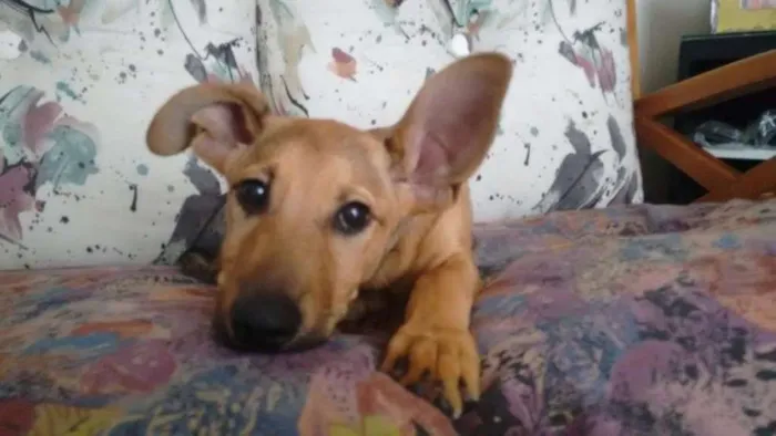 Cachorro ra a SRD idade 2 a 6 meses nome Mel