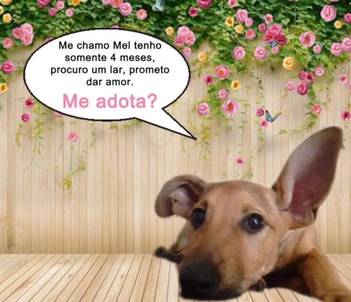 Cachorro ra a SRD idade 2 a 6 meses nome Mel