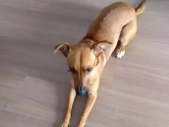 Cachorro ra a Sem raça definida idade 1 ano nome Bebel
