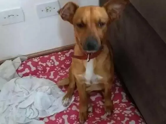 Cachorro ra a Sem raça definida idade 1 ano nome Bebel