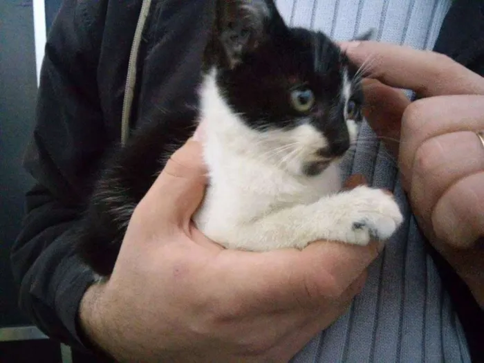 Gato ra a  idade 2 a 6 meses nome Ainda não tem nome